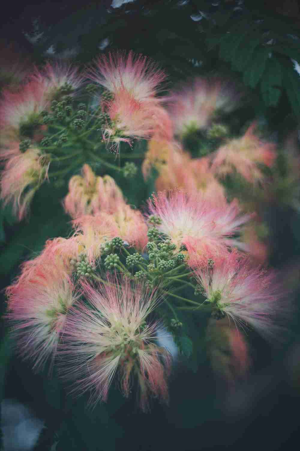 A closeup of a tree in Bartlesville, Oklahoma