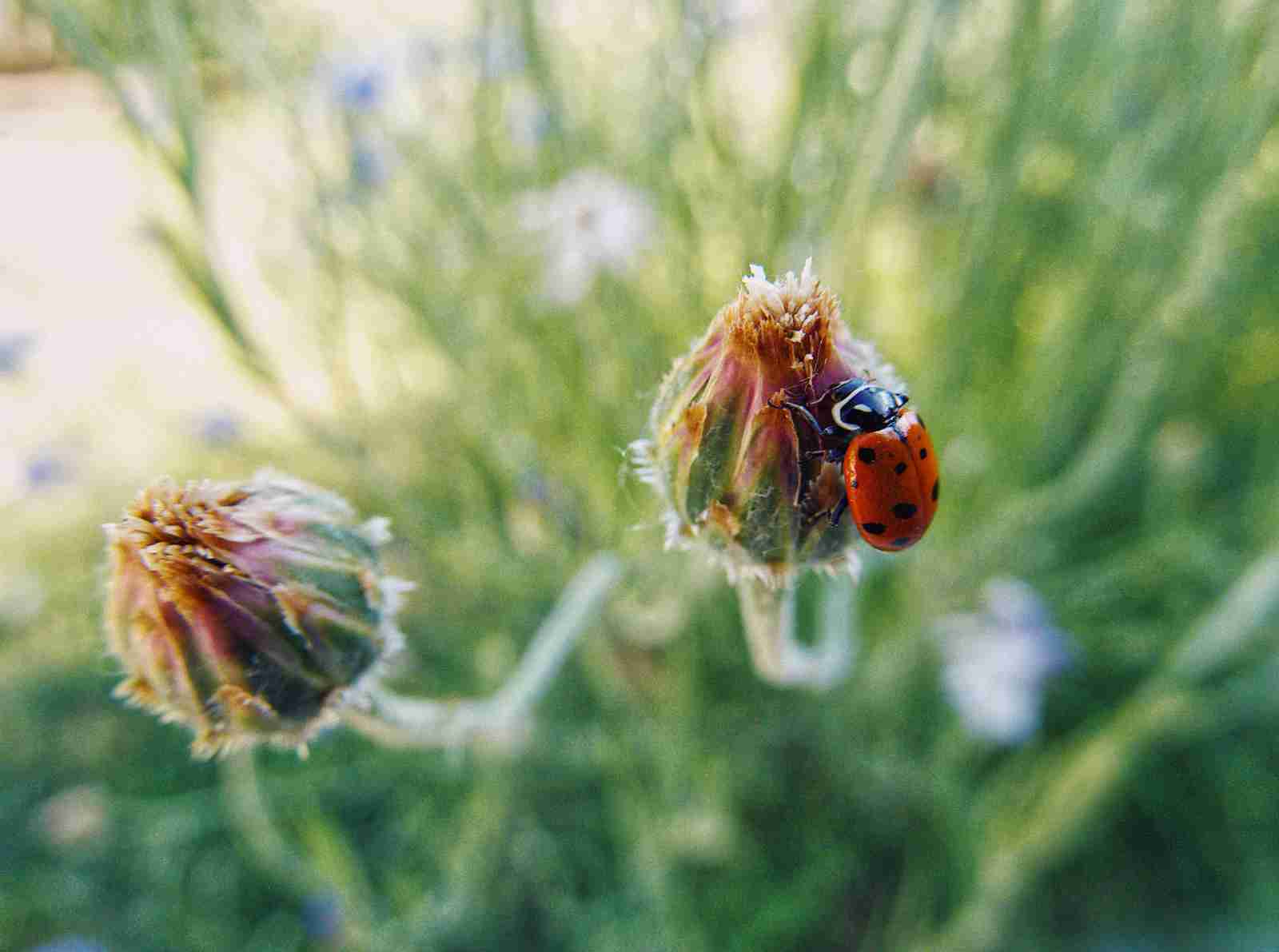 A closeup of a ladybug and flower in Oklahoma City, Oklahoma