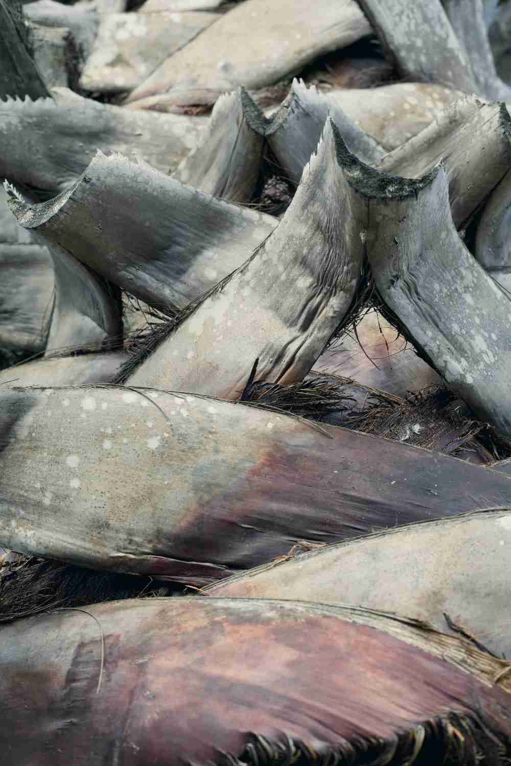 A closeup of a palm tree in Houston, Texas