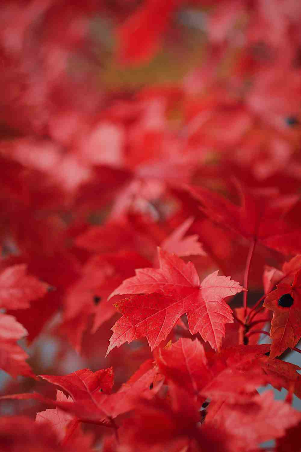 Autumn tree leaves in Auburn Hills, Michigan