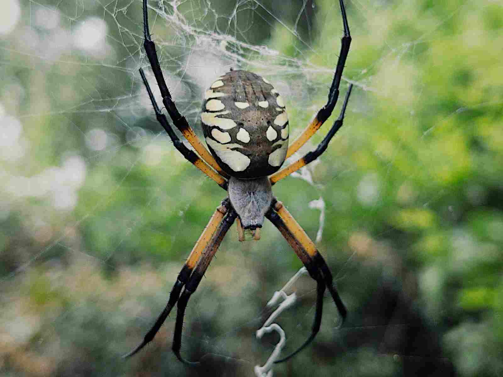 A garden spider in Bartlesville, Oklahoma