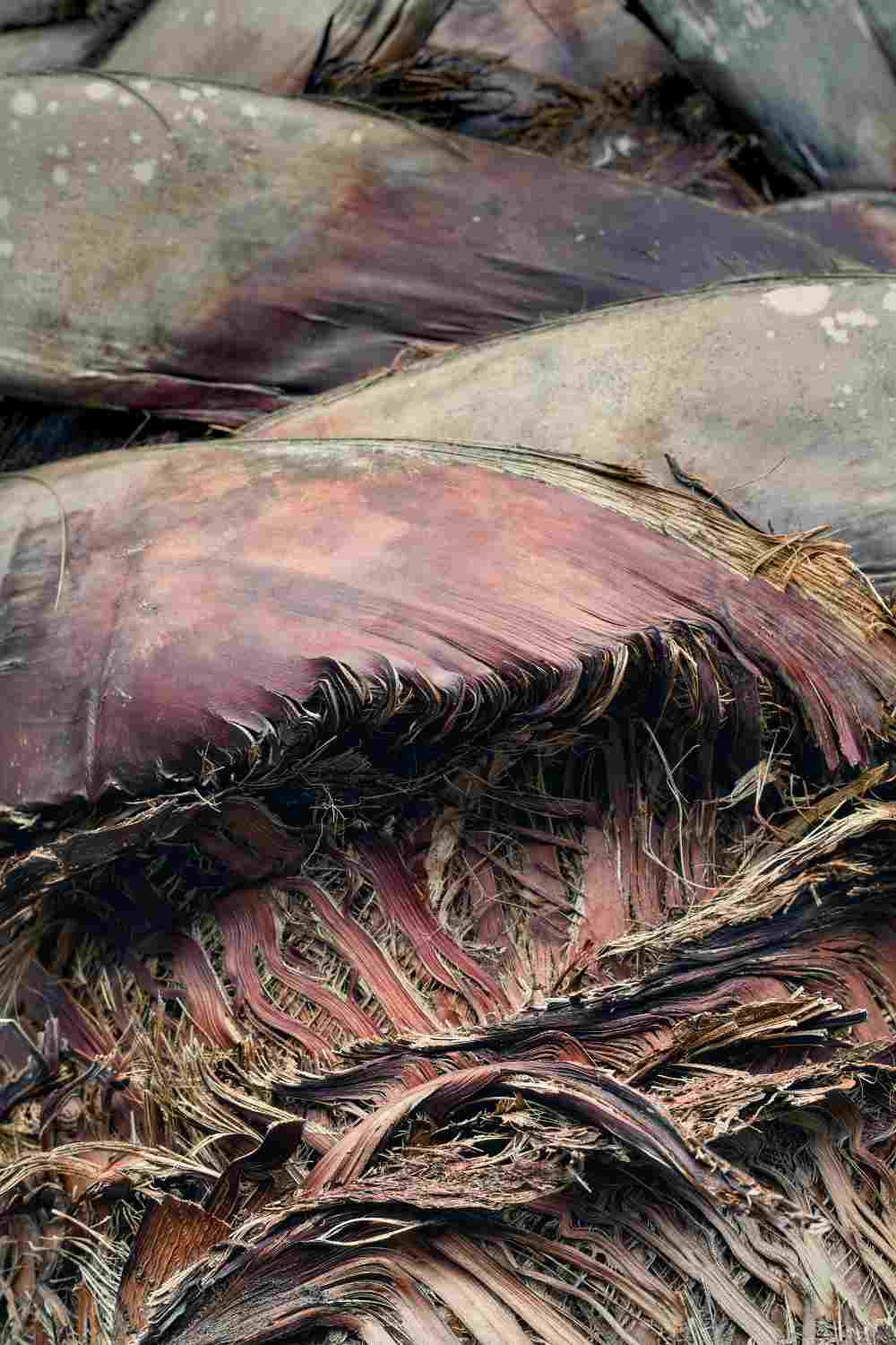 A closeup of a palm tree in Houston, Texas