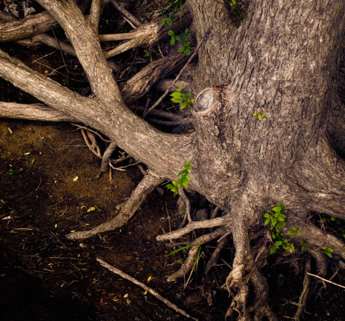 A tree trunk at the shore of a river, its roots laid bare from erosion.